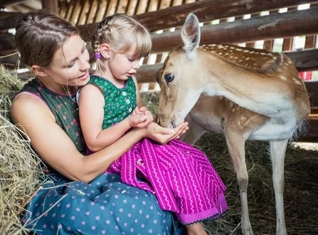 Feeding deer at the petting zoo